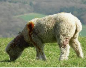 Plan de impuestos de Biden. ¿Molinos o gigantes?