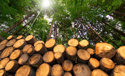 La madera, el mercado que parece no tener fin.