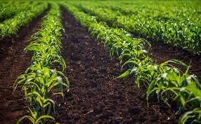 Seguimiento de las plantaciones/siembra en EEUU. Trigo, Maíz y Soja. Semana 28 de junio.
