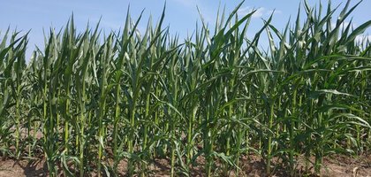 Seguimiento de las plantaciones/siembra en EEUU. Trigo, Maíz y Soja. Semana 4 de julio.