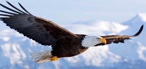 ¿Somos águila o conejo?