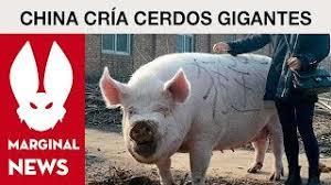 Mercado de cerdos en China. Evolución ASF (Peste porcina africana. PPA). Octubre 2021