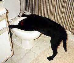 El día que el mercado me hizo vomitar