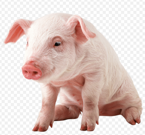 Cualquiera puede vivir de los mercados, incluso Manolito