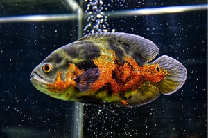 Asia se mueve de forma lateral