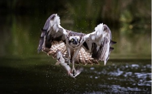 Las garras del halcón Powell destrozan la renta variable