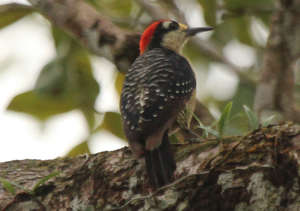 TJUE: deben anularse las cláusulas abusivas a pesar de principios procesales. Consecuencias prácticas. Condena en costas