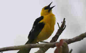 Defensa de los antiguos clientes del Banco Espírito Santo y luego de Novo Banco ante el TJUE