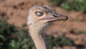 No está prescrita la reclamación de reembolso de gastos de hipoteca y algunos pronósticos: Sentencia del TJUE de 25/1/24