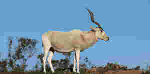 Sentencia del Tribunal Supremo de 3/4/2024 sobre los informes periciales: cuándo, cómo, qué, límites, impugnación