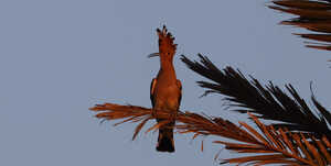 Sentencia TJUE de 21/3/24: TAE incorrecto en crédito al consumo por no incluir ciertos gastos, consecuencias, abusividad