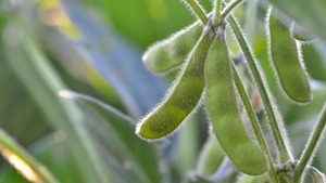 ETFs de Soja: Oportunidades y estrategias
