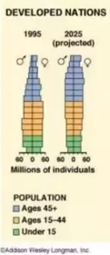 A fejlett országok korfája 1995-ben és (várhatóan) 2025-ben