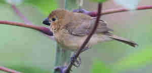 Sentencia del TJUE de 12/12/2024 sobre el IRPH