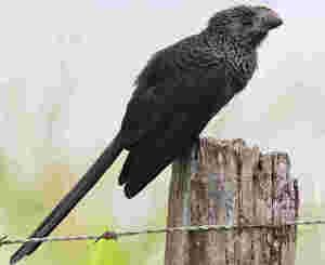 Sentencia del TJUE de 12/12/2024 sobre el IRPH