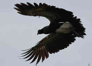 Sentencia del TJUE de 12/12/2024 sobre el IRPH