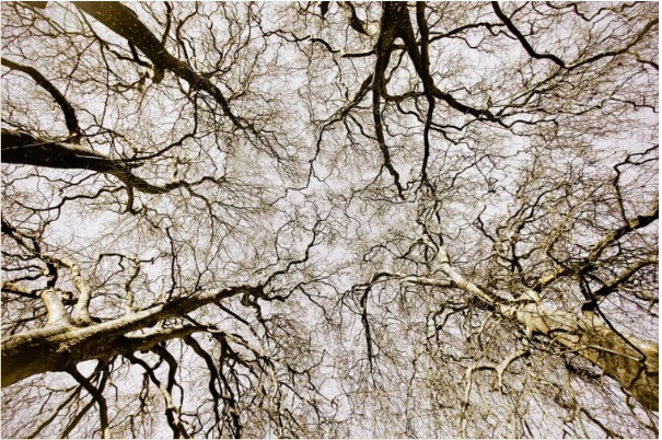 A természet bőségesen szolgáltat példát a fraktalitásra