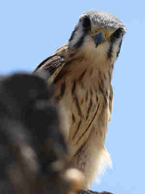 STS 5/3/25: prescripción de cantidades a reembolsar por la usura de contratos crediticios