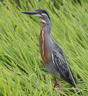 El Tribunal Supremo confirma que los bancos deben reponer a las víctimas de phishing el dinero robado