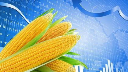 ¿Cómo invertir en maíz desde Perú? ¿Cómo invertir en maíz desde Perú?