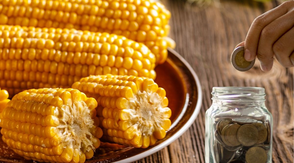 ¿Cómo invertir en maíz desde Chile? ¿Cómo invertir en maíz desde Chile?