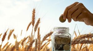 ¿Cómo invertir en trigo? ¿Cómo invertir en trigo?