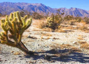 La mala hierba avanza. Comunicado de compra de Banco Macro.