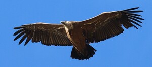 IRPH: nuevas serntencias del Tribunal Supremo