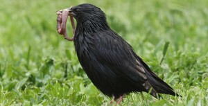 IRPH: nuevas serntencias del Tribunal Supremo