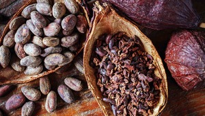 ¿Cómo invertir en cacao desde México?