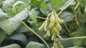 ¿Cómo invertir en soja desde España? | Acciones y ETFs