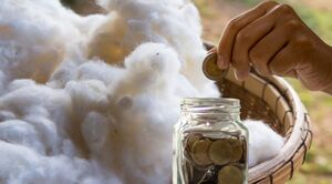 Cómo invertir en algodón