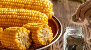 Cómo invertir en maíz desde Chile: Guía completa