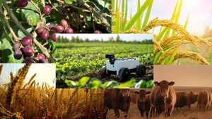 Invertir en Materias Primas Agrícolas desde Chile: Guía completa 2026