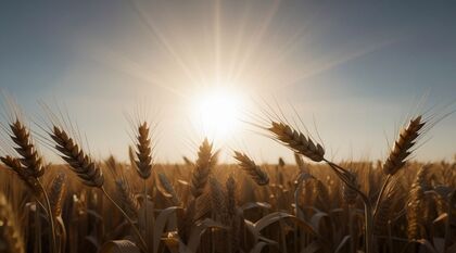 ¿Cómo invertir en trigo desde Chile? | Acciones, ETFs y derivados disponibles