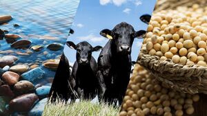Cómo invertir en materias primas agrícolas desde Argentina